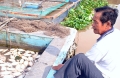 Làng cá bè Thới Sơn (Tiền Giang): Cá chết bất thường