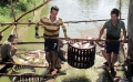 Cá tra đuối sức tại “ao nhà”