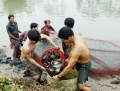 Nuôi trồng thủy sản: Chưa tương xứng với tiềm năng