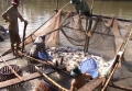 Mô hình nuôi cá tra dòng Pangi theo chuẩn VietGAP tại xã Nhơn Mỹ