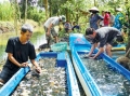 Cơ hội làm giàu từ mô hình nuôi cá sặt bổi