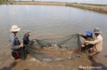 Nông dân Kiên Giang thu nhập cao từ nuôi cá bống mú