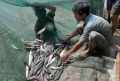 Phát triển diện tích nuôi cá lóc