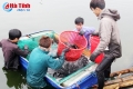 Tiến hành thu hoạch 50 tấn cá mú tại Nghi Xuân