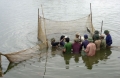 Nuôi trồng thủy sản tại Hà Nội: Hạ tầng yếu, hiệu quả thấp