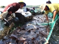 Nghiên cứu tác nhân gây nấm bệnh trên cá nước lạnh