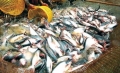 Đánh giá hiệu quả sử dụng thuốc gây mê ISO-EUGENOL lên tỷ lệ sống và chất lượng thịt cá tra