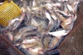 Đồng Tháp tổ chức lại ngành hàng cá tra theo Nghị định 36