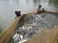 Hạn chế thiệt hại cho nghề nuôi cá
