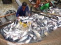 Doanh nghiệp vẫn lạc quan khi Mỹ kiểm tra cá tra Việt Nam