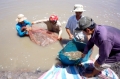 Cà Mau: Loại bỏ chất kháng sinh trong nuôi tôm