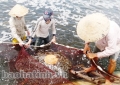 Nghi Xuân (Hà Tĩnh): Nuôi tôm thâm canh đạt hiệu quả cao