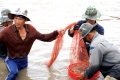 Thí điểm mô hình nuôi tôm thâm canh năng suất cao tại Cà Mau