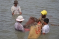 Nhật kiểm tra giám sát Ethoxyquin trên tôm Việt Nam