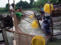 Cá tra nên quay lại thị trường nội địa
