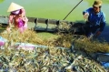 Cần đảm bảo các yếu tố kỹ thuật nuôi tôm càng xanh trong ruộng lúa
