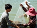 Ninh Thuận: Anh Huân nuôi tôm khép kín