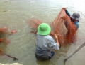 Cà Mau: Nuôi trồng thuỷ sản đang gặp nhiều khó khăn