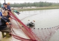 Thừa Thiên - Huế: Nuôi tôm trên cát được mùa, được giá dịp Tết