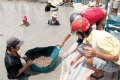 Cà Mau: Giá tôm nguyên liệu tăng trở lại