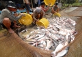 Hội thảo “Áp dụng VIETGAP trong nuôi trồng thủy sản”