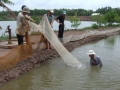 Nông dân nuôi tôm Trà Vinh: Lợi nhuận thấp do chi phí đầu tư tăng