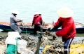 Thừa Thiên - Huế: Quy hoạch vùng nuôi hàu Lập An