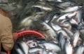 Đề án khung sản phẩm quốc gia “cá da trơn Việt Nam chất lượng cao và các sản phẩm chế biến từ cá da trơn”