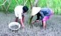 Cà Mau: Lợi ích kép từ bảo vệ rừng kết hợp nuôi thủy sản