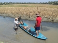 Mùa thuốc cá