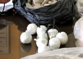 Truy bắt các đối tượng đánh bắt hải sản trái phép trên biển