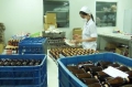 Sắp hết hạn lưu hành thuốc thú y dạng nước: DN lại “nài” được gia hạn