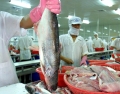 30 năm phát triển, xuất khẩu 2 tỷ USD, cá tra Việt vẫn “vô danh”