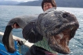 Ngư dân Nhật bắt được thủy quái cá sói