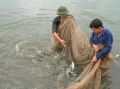 Tiềm năng, thời cơ và thách thức trong phát triển nuôi trồng thủy sản ở Hà Nội