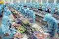 Giá cá tra nguyên liệu tăng