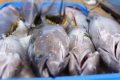 Hòa Bình, Bà Rịa - Vũng Tàu hỗ trợ cho người nuôi cá bị thiệt hại