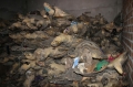 Vấn nạn buôn bán rùa biển tại Việt Nam