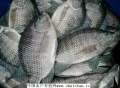 Trung Quốc: Giá cá rô phi tăng do thời tiết lạnh