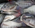 Mỹ: Giá nhập khẩu cá rô phi tiếp tục giảm