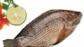 Trung Quốc có thể tăng nhập khẩu cá rô phi từ Việt Nam
