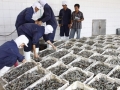 Trữ lượng tôm của Bahrain giảm mạnh