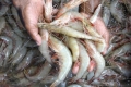 Ấn Độ yêu cầu Nhật Bản bỏ lệnh cấm nhập khẩu tôm