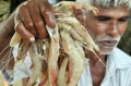 Mỹ gây áp lực đến lĩnh vực xuất khẩu tôm Ấn Độ