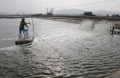 Đồng Bằng Sông Cửu Long (ĐBSCL): Trời lạnh, nguy cơ tôm nhiễm dịch bệnh