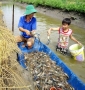 Kiên Giang: Triển vọng nuôi tôm càng xanh trong vùng nước lợ