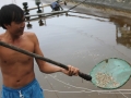 Hai hồ tôm bị đầu độc, thiệt hại hơn 100 triệu đồng