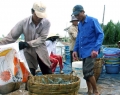 Giá tôm nước lợ giảm, đa phần nông dân thua lỗ
