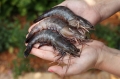 Florida Organic Aquaculture sản xuất tôm “siêu cỡ”