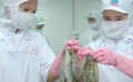 Dự báo xuất khẩu tôm sang Mỹ khởi sắc những tháng cuối năm